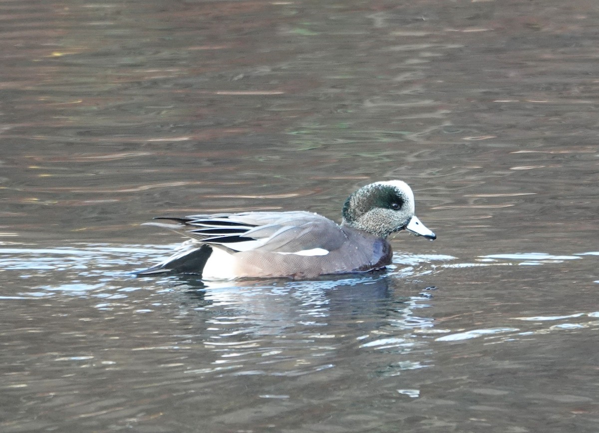 hvízdák americký - ML647268780