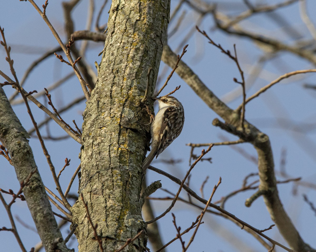 Brown Creeper - ML647268782