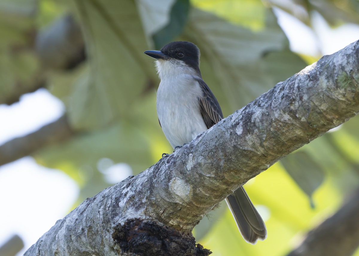 Tirano Guatíbere - ML647268783