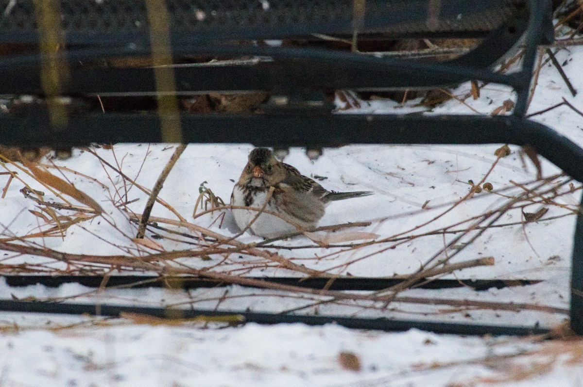 granspurv - ML647268790