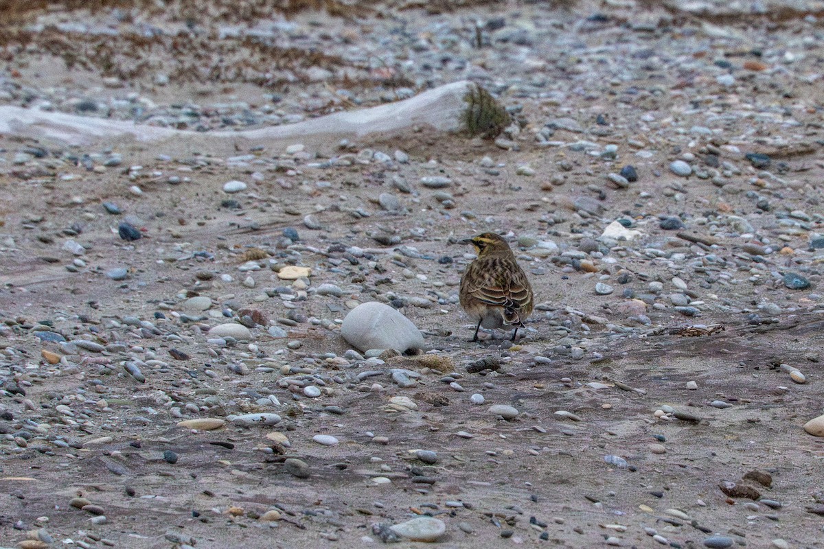 Allodola golagialla - ML647268791