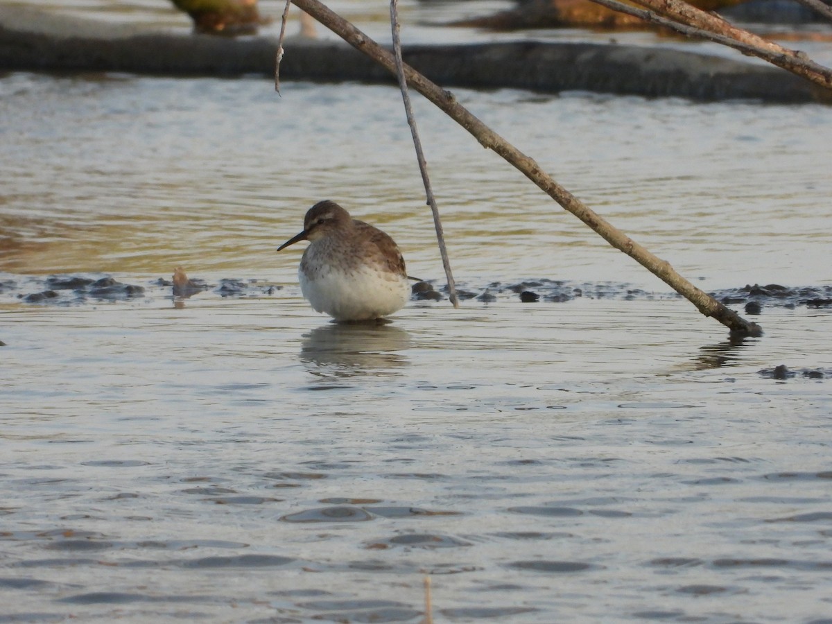 jespák tundrový - ML647268792