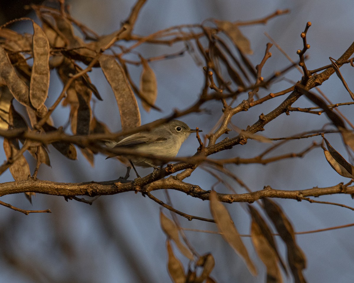 Голубая комароловка - ML647268797