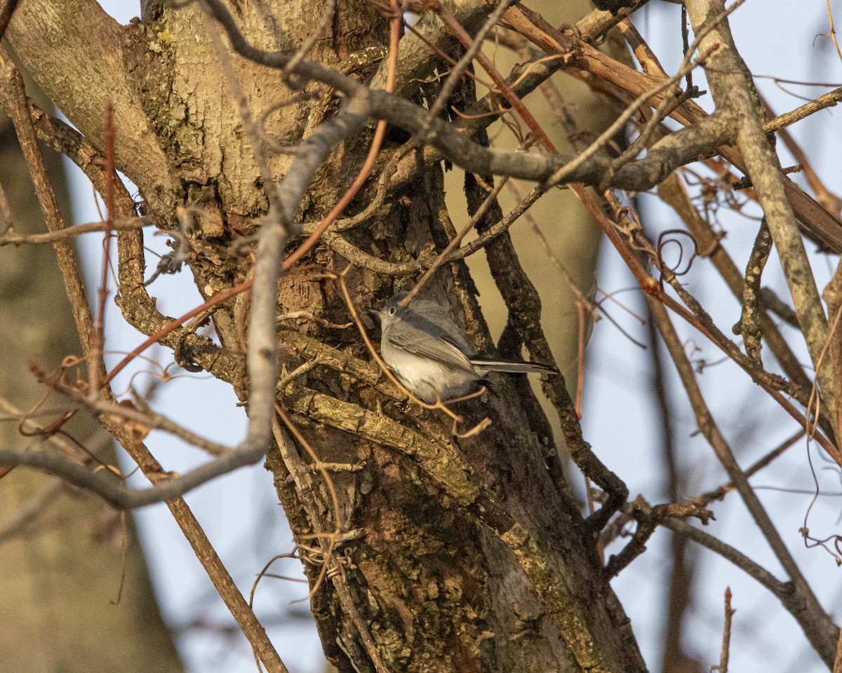 Голубая комароловка - ML647268800