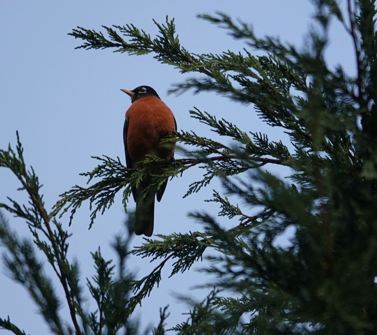 American Robin - ML647268803