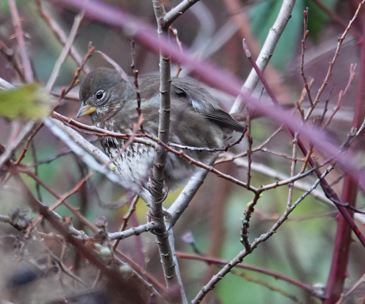 Fox Sparrow - ML647268817
