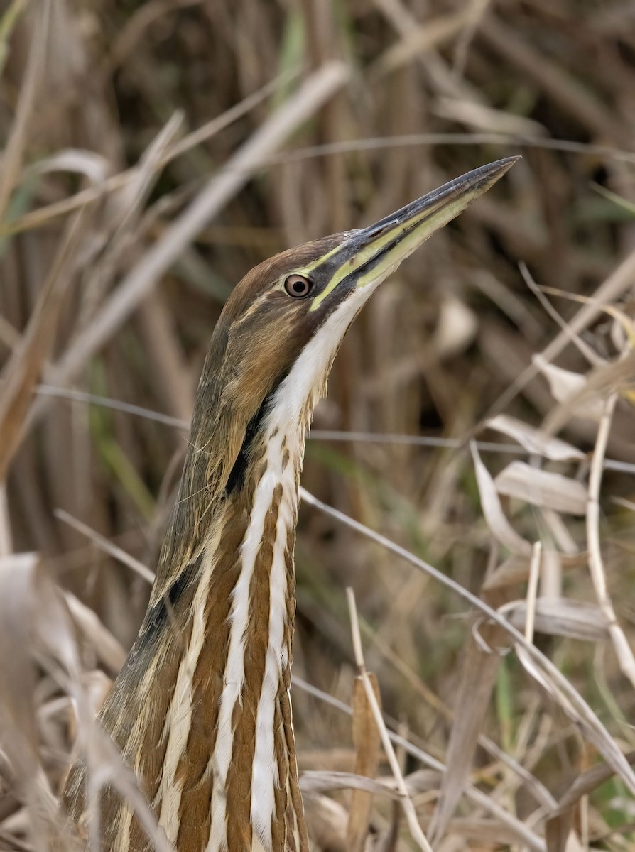 bukač severoamerický - ML647268818