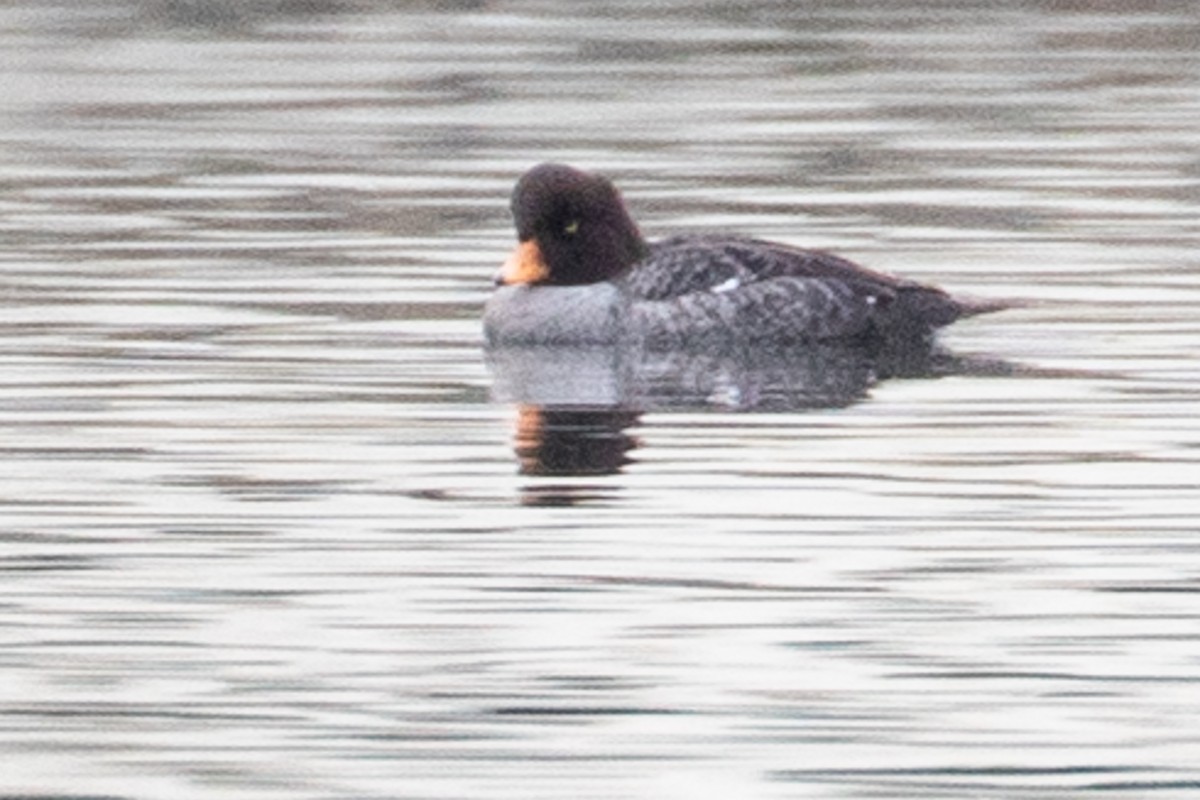 Barrow's Goldeneye - ML647268821
