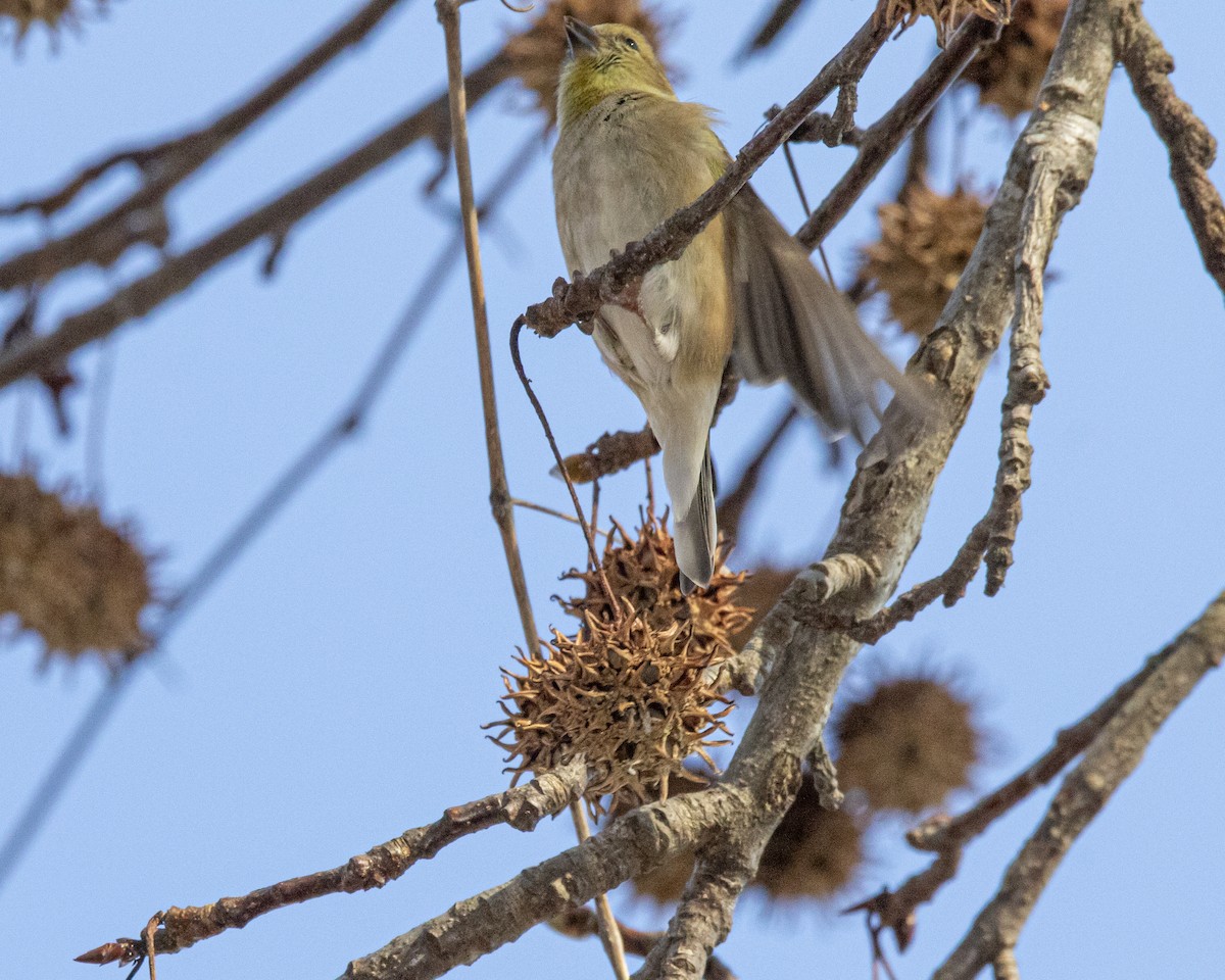 Chardonneret jaune - ML647268822