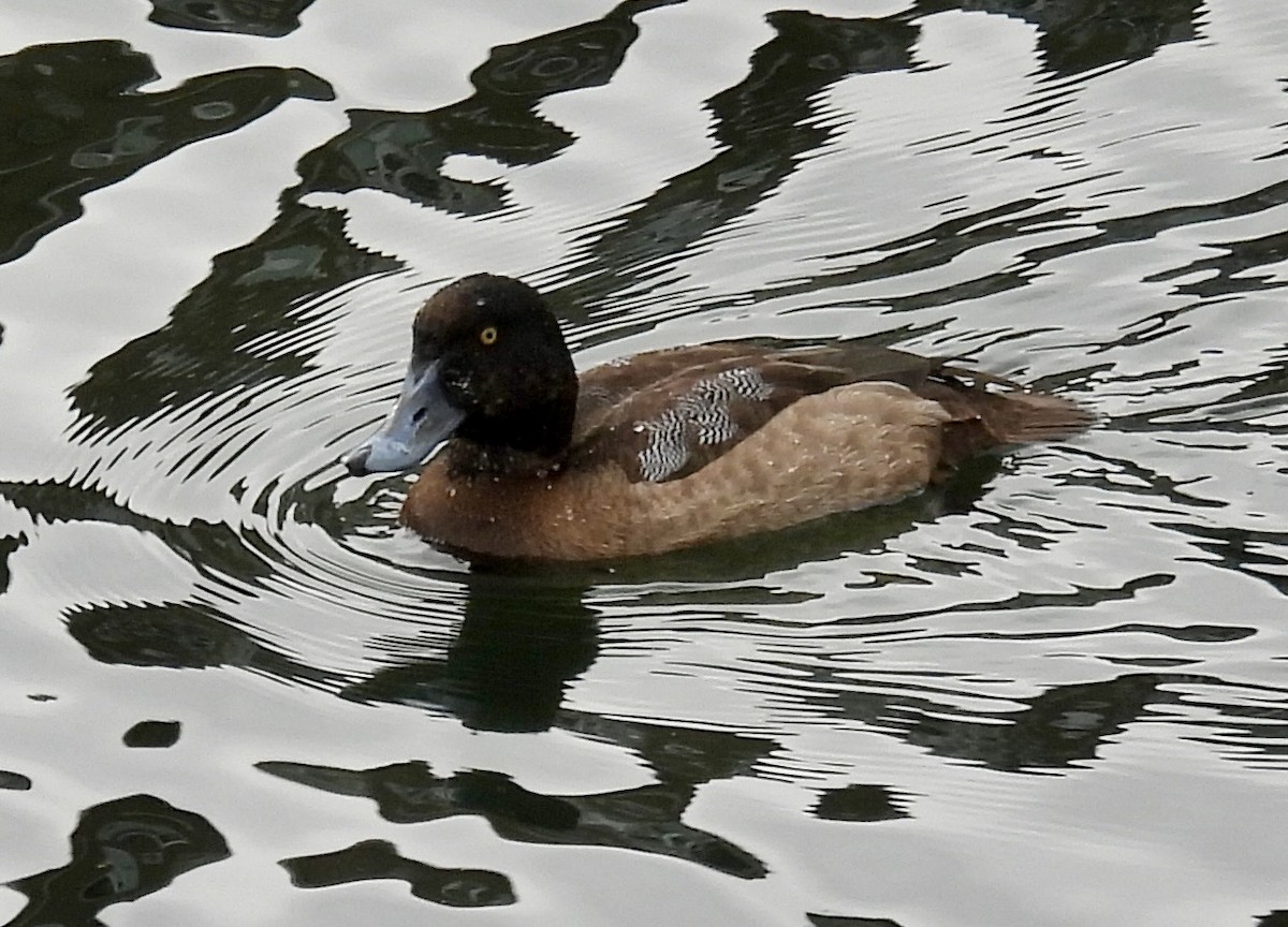 Морская чернеть - ML647268824