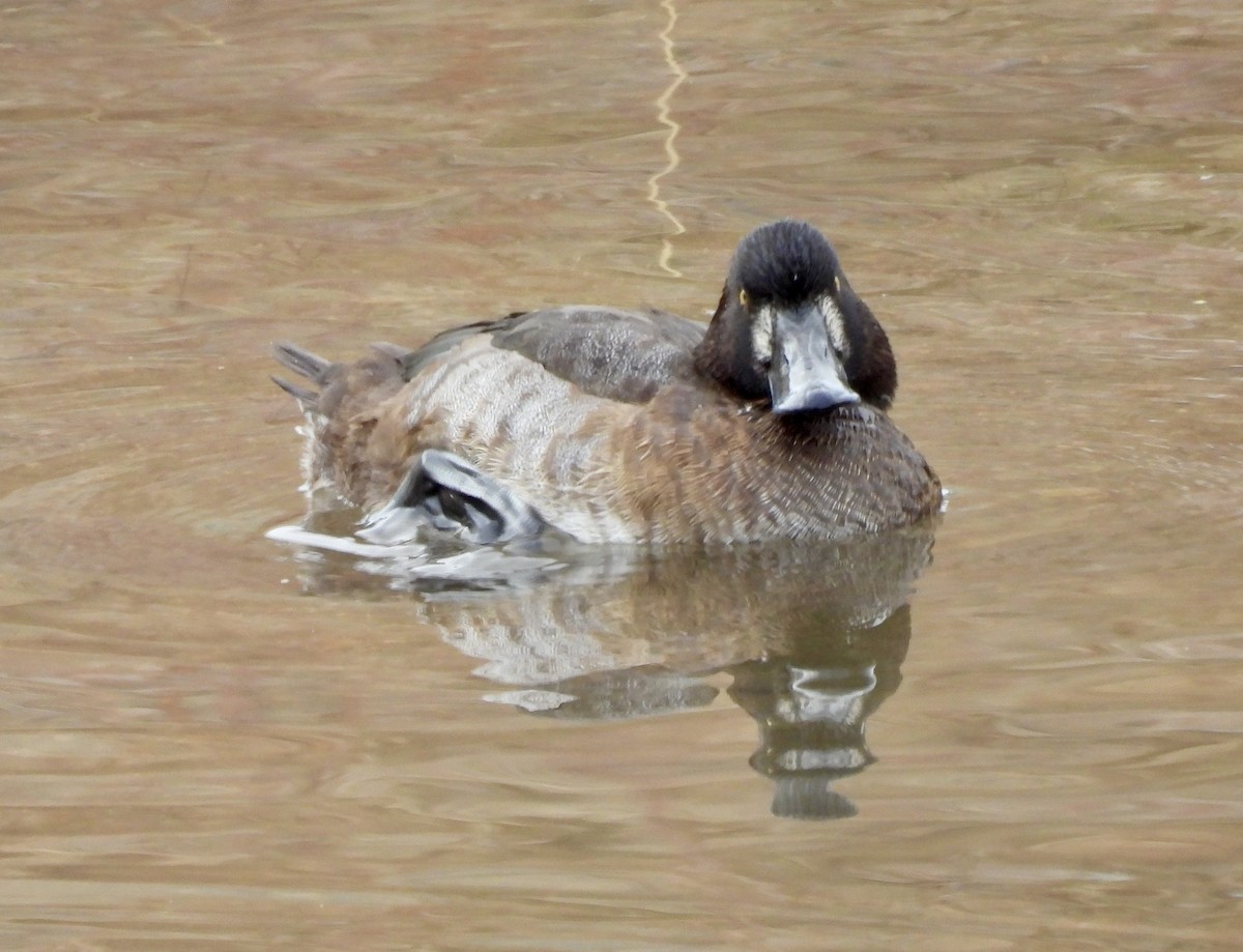 Морская чернеть - ML647268825