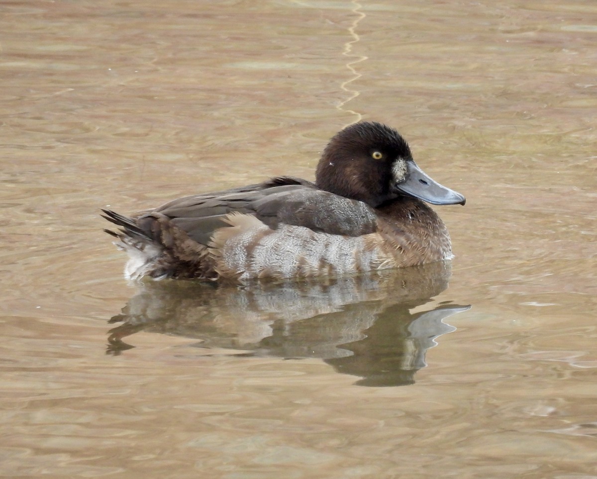Морская чернеть - ML647268826