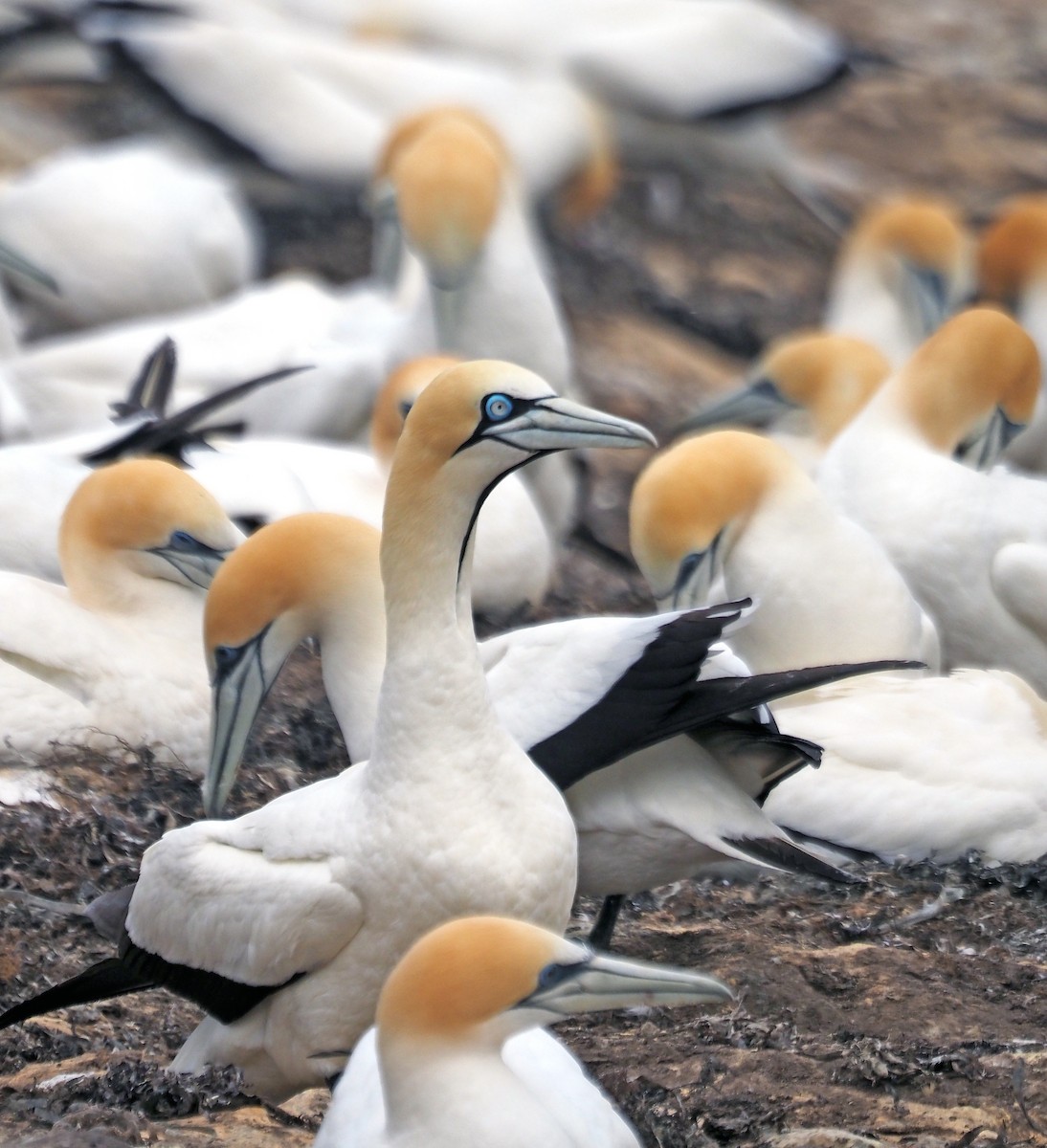Cape Gannet - ML647268827