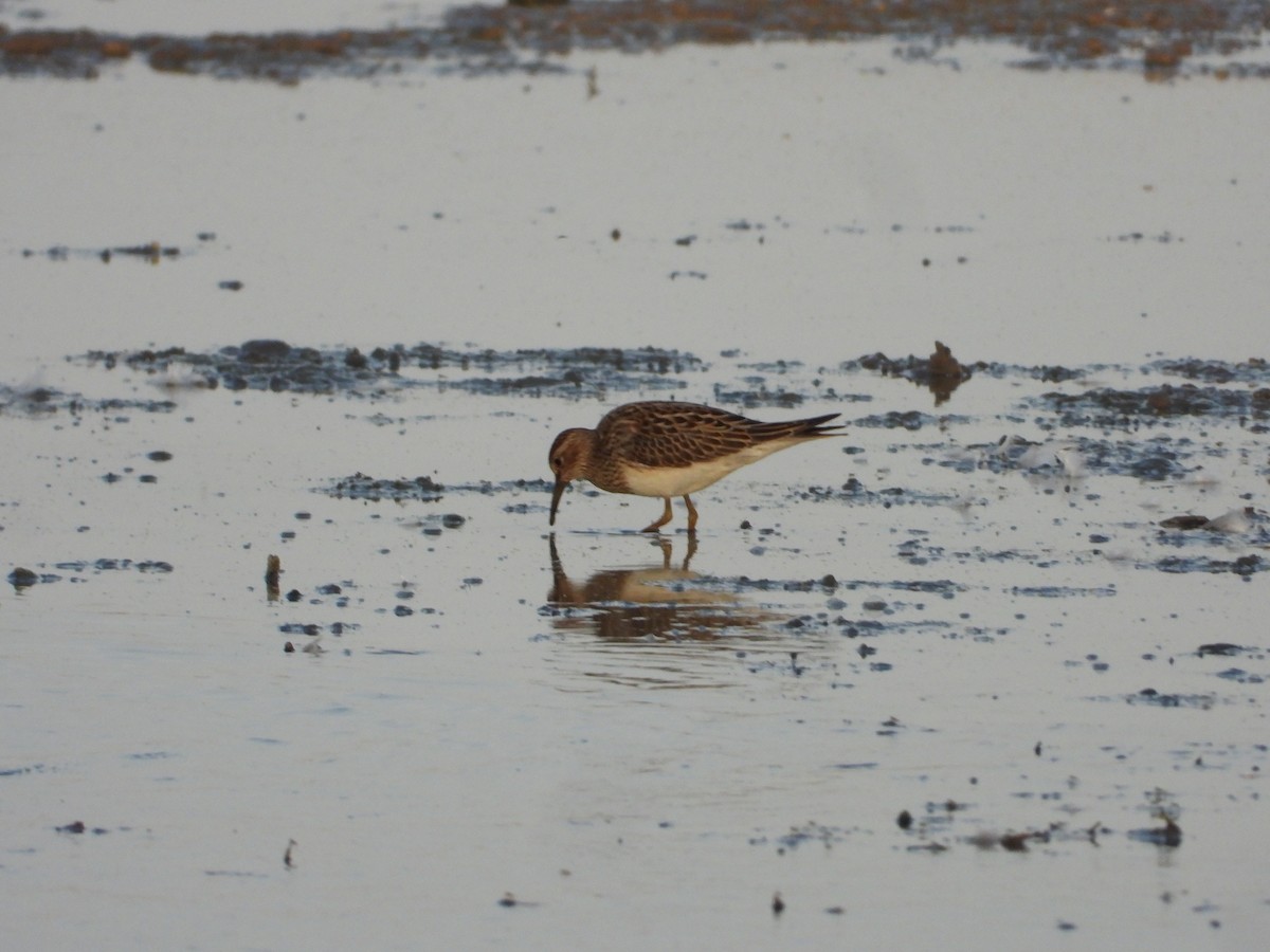 Pectoral Sandpiper - ML647268836