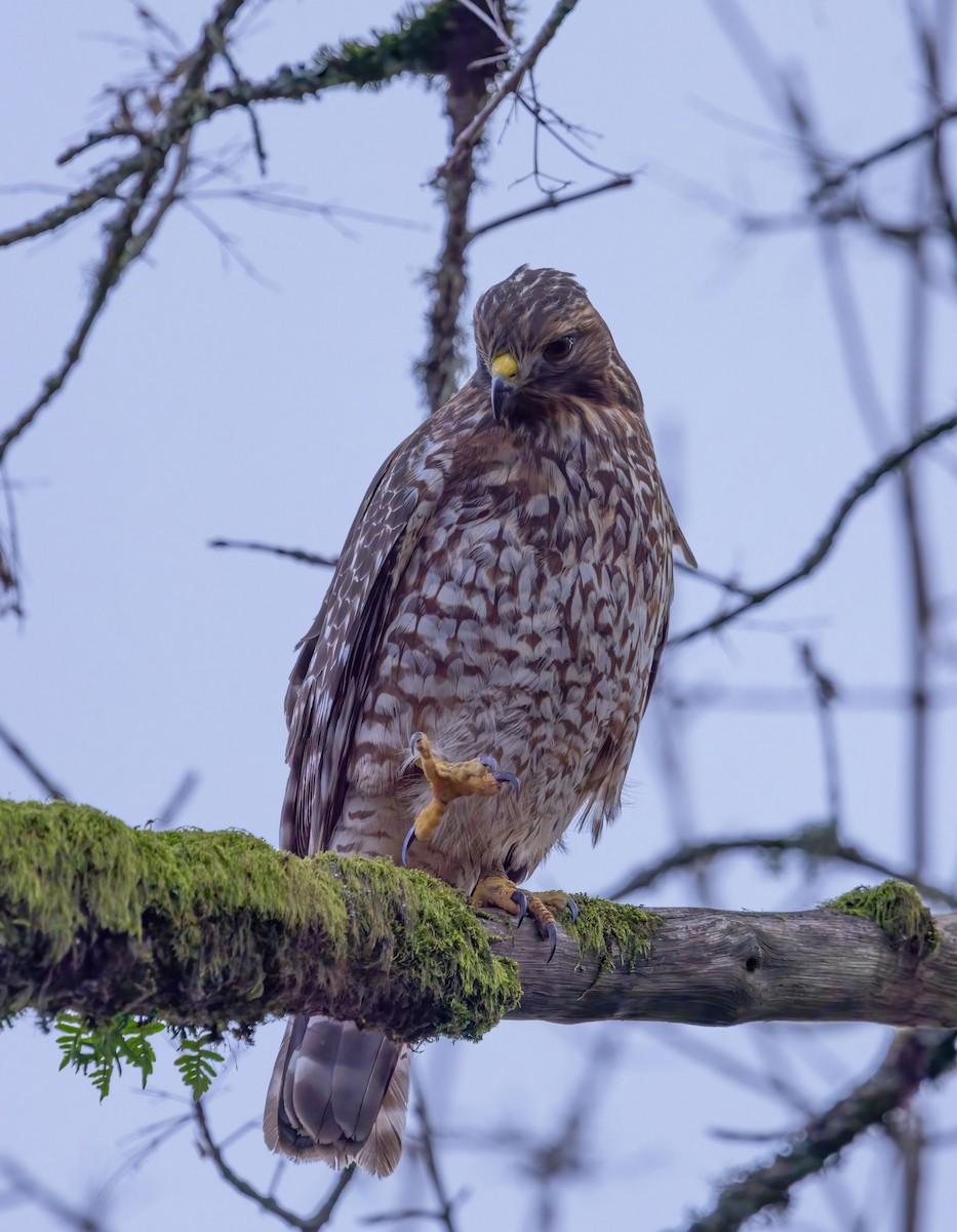 káně páskovaná - ML647268837