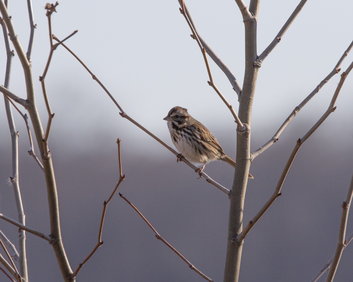 Song Sparrow - ML647268838