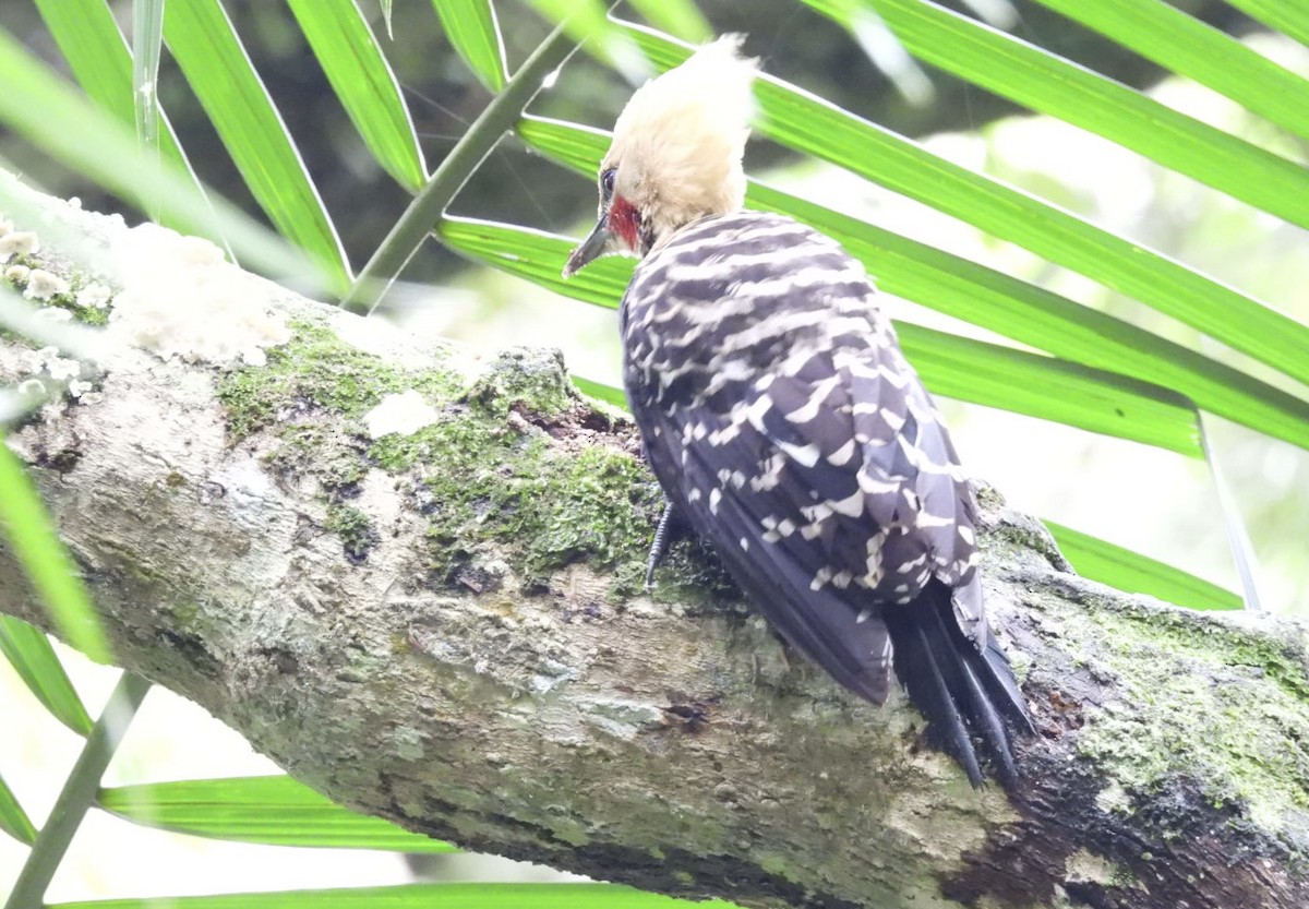 datel žlutohlavý - ML647268845