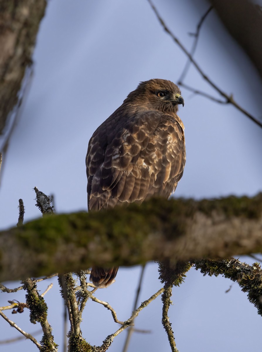Red-tailed Hawk - ML647268847