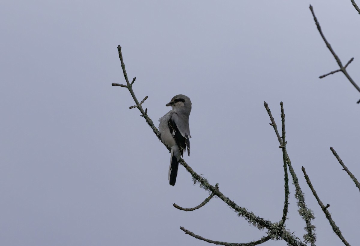 ťuhýk severní - ML647268851