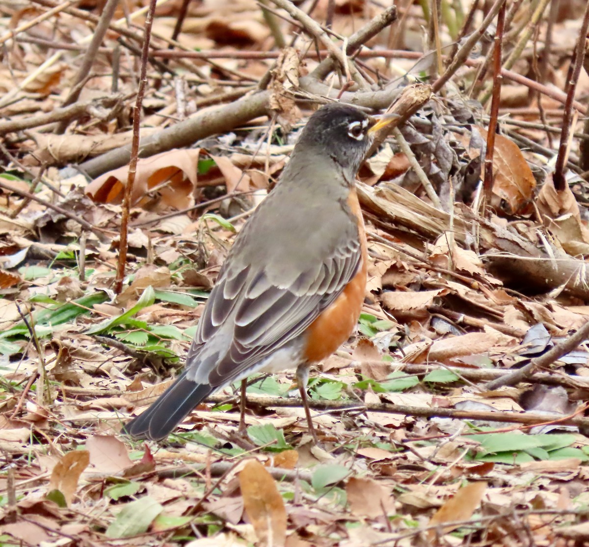 American Robin - ML647268853
