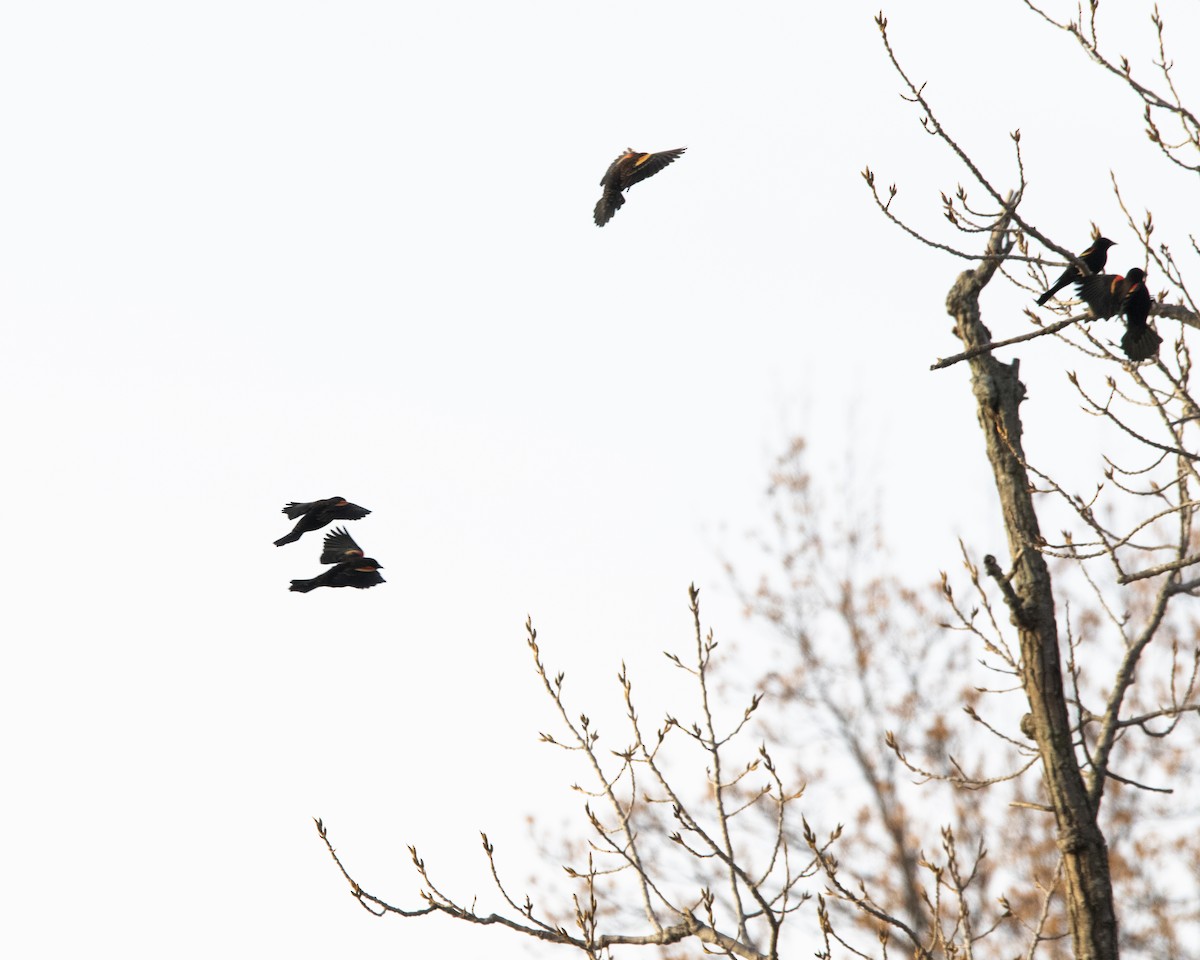 Red-winged Blackbird - ML647268857