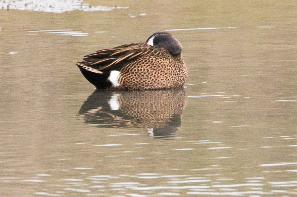 Blue-winged Teal - ML647268858