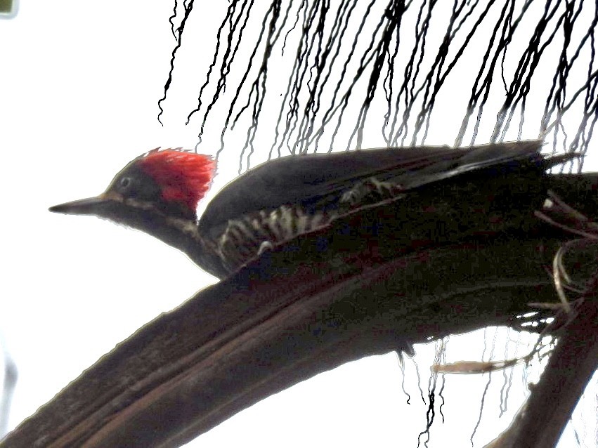 datel proužkovaný - ML647268861