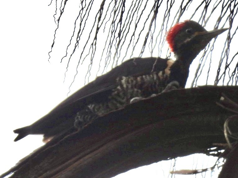 datel proužkovaný - ML647268862