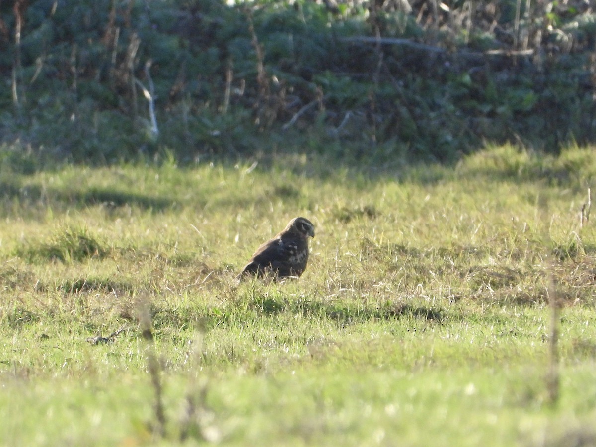 Лунь американський - ML647268863