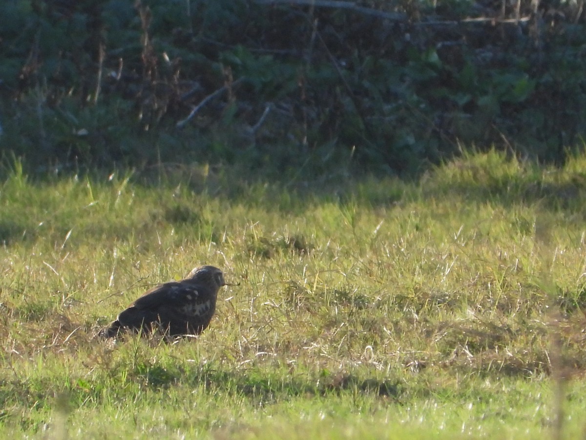 Лунь американський - ML647268864