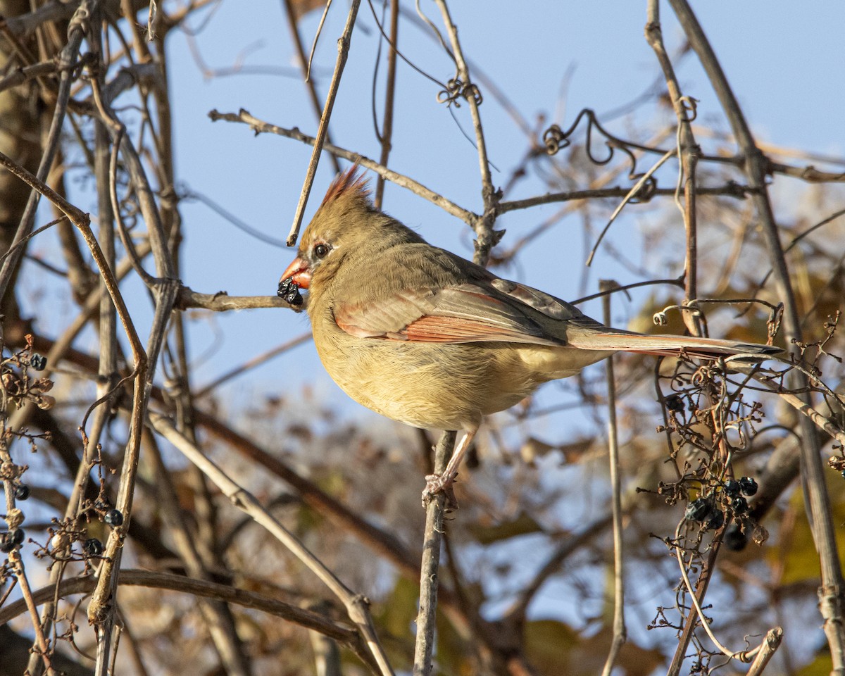 Northern Cardinal - ML647268875