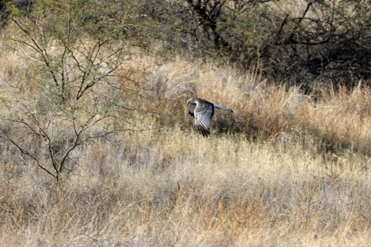 Лунь американський - ML647268876