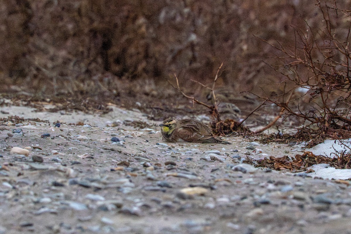 Allodola golagialla - ML647268877