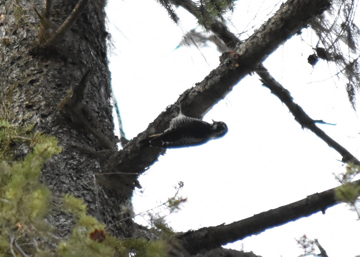 Amerika Üç Parmaklı Ağaçkakanı - ML647268878