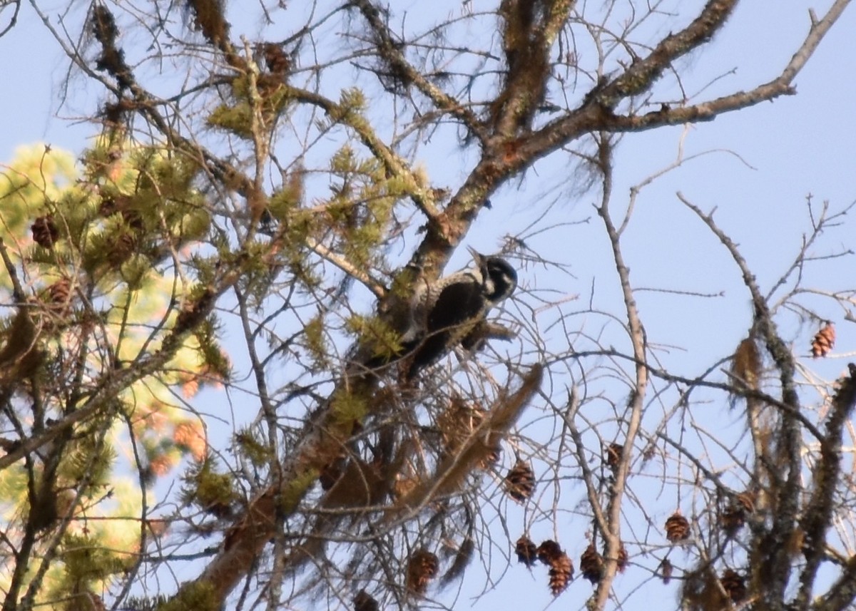 Amerika Üç Parmaklı Ağaçkakanı - ML647268879