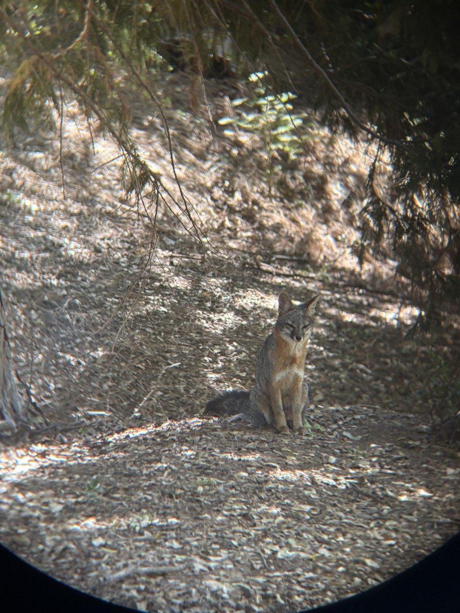 Серая лисица - ML647268880