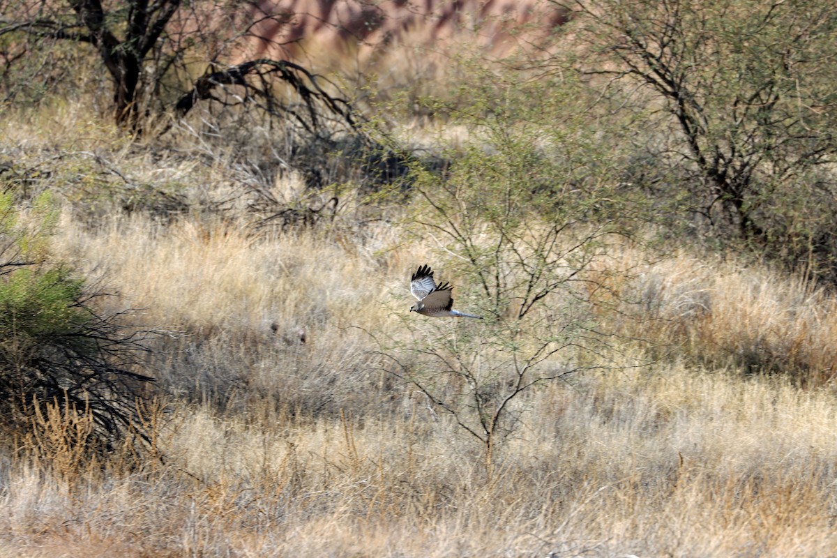 Лунь американський - ML647268881