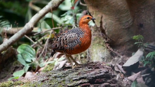 Ferruginous Partridge - ML647268882