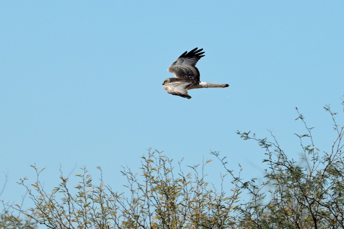 Лунь американський - ML647268883