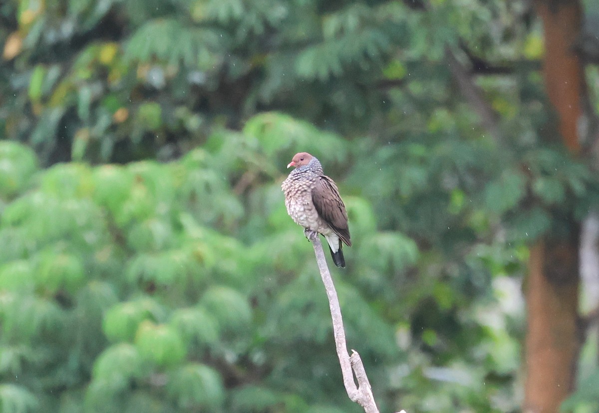 Scaled Pigeon - ML647268884