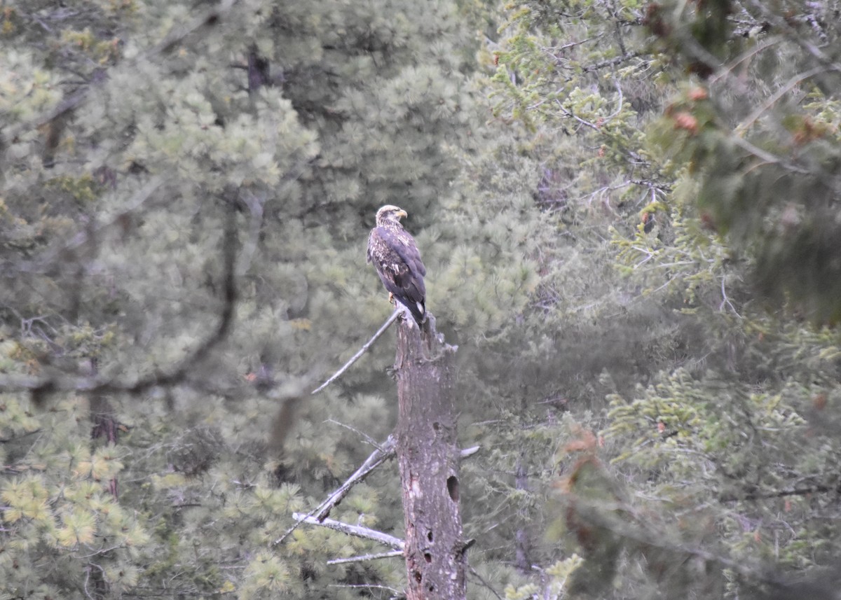 Bald Eagle - ML647268887