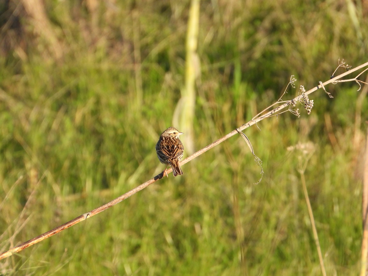 Пасовник савановий - ML647268896