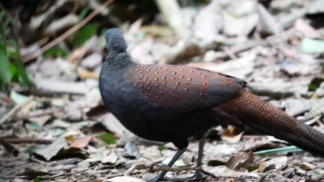 Mountain Peacock-Pheasant - ML647268897