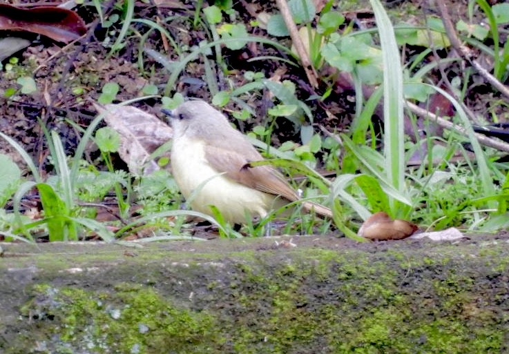 Cattle Tyrant - ML647268898