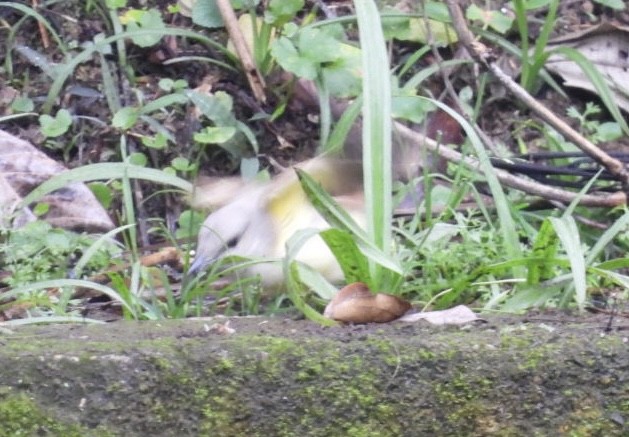 Cattle Tyrant - ML647268899