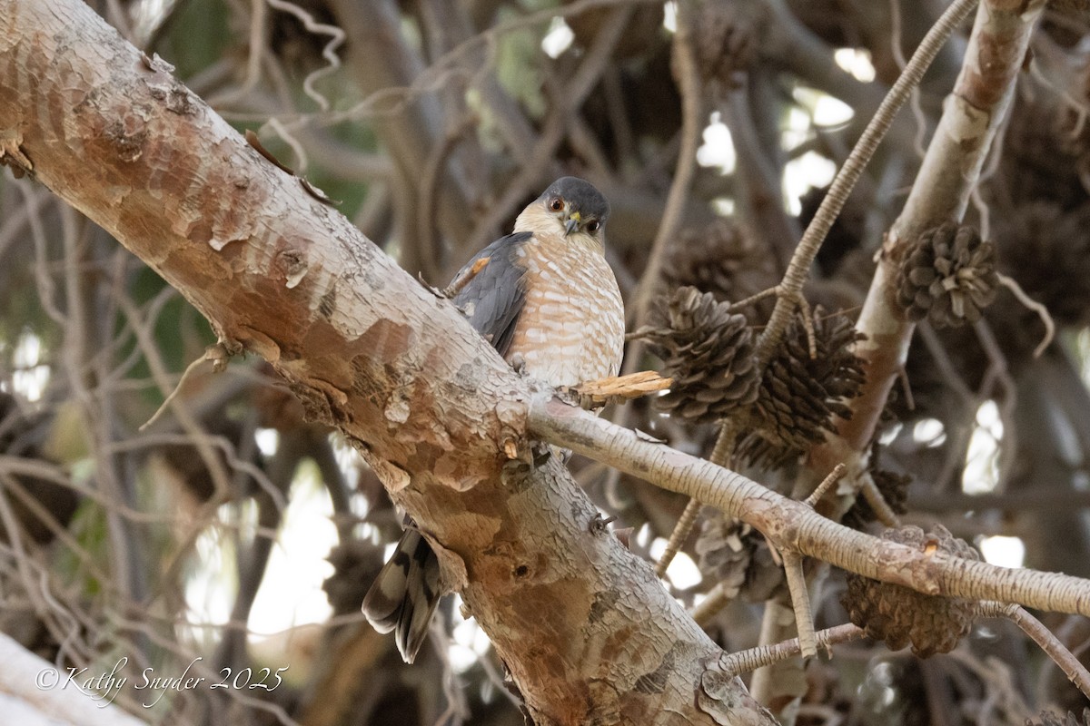 Cooper's Hawk - ML647268913