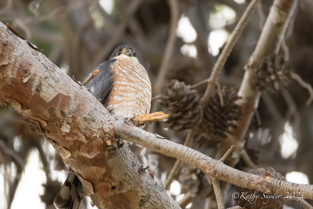 Cooper's Hawk - ML647268914