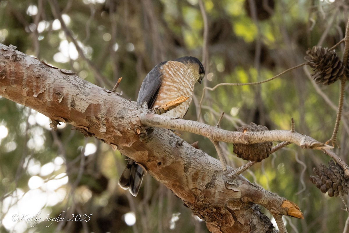 Cooper's Hawk - ML647268915