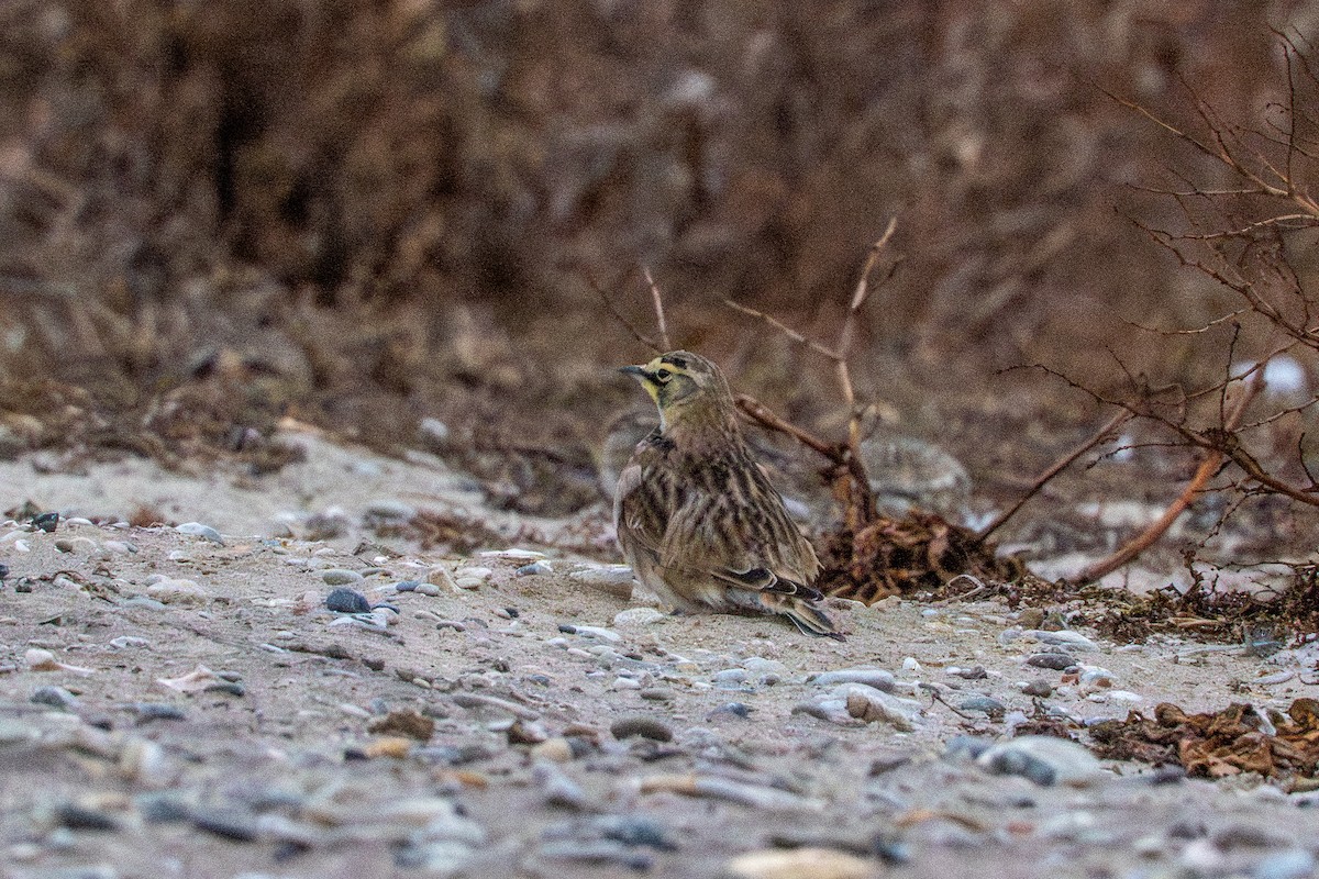 Allodola golagialla - ML647268928