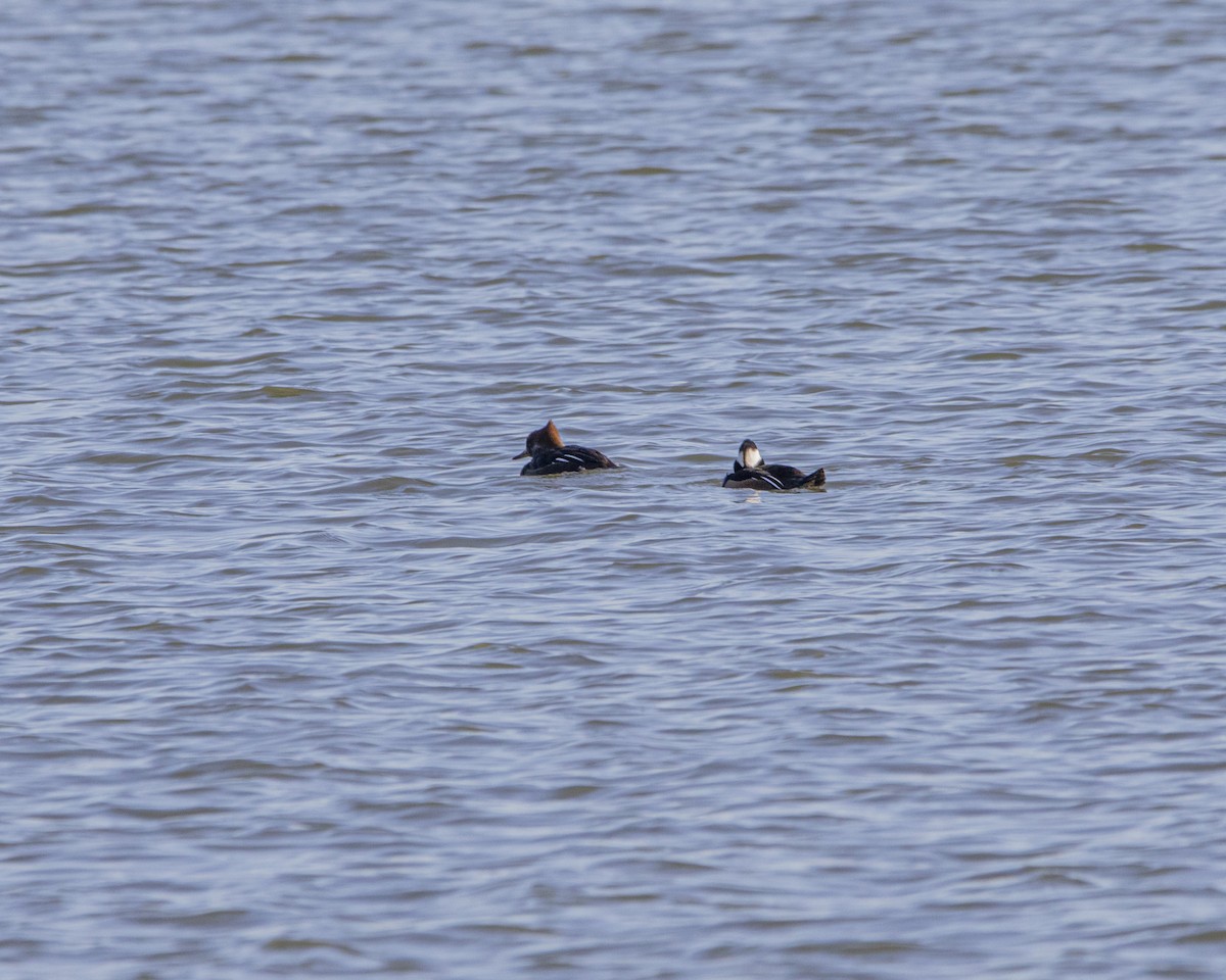Hooded Merganser - ML647268932